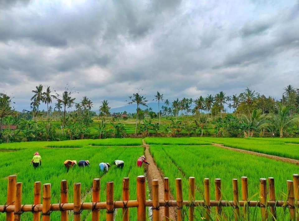 Sawah Ijen Hotel Licin Luaran gambar